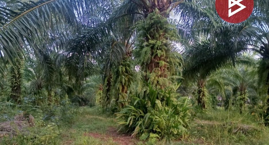 For sale land in Seka, Bueng Kan