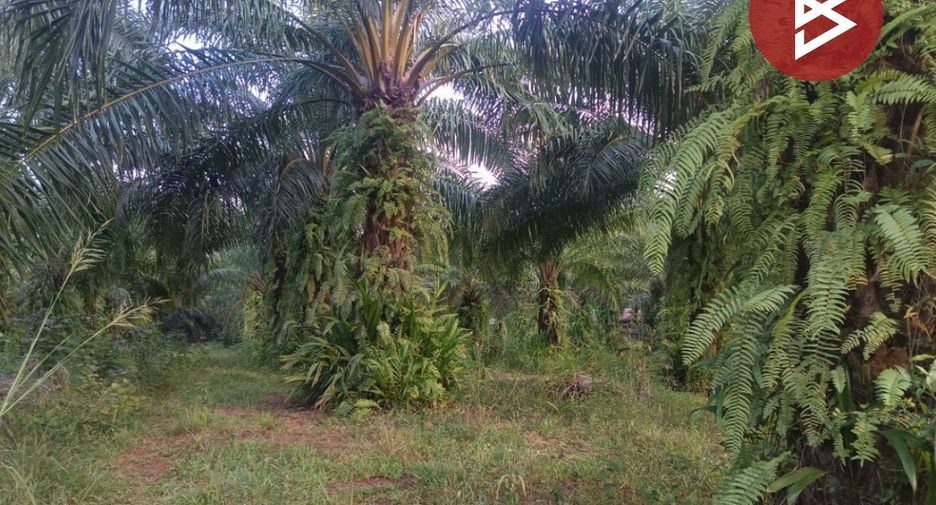 For sale land in Seka, Bueng Kan
