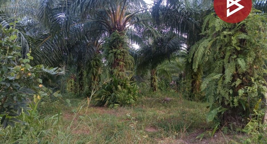For sale land in Seka, Bueng Kan