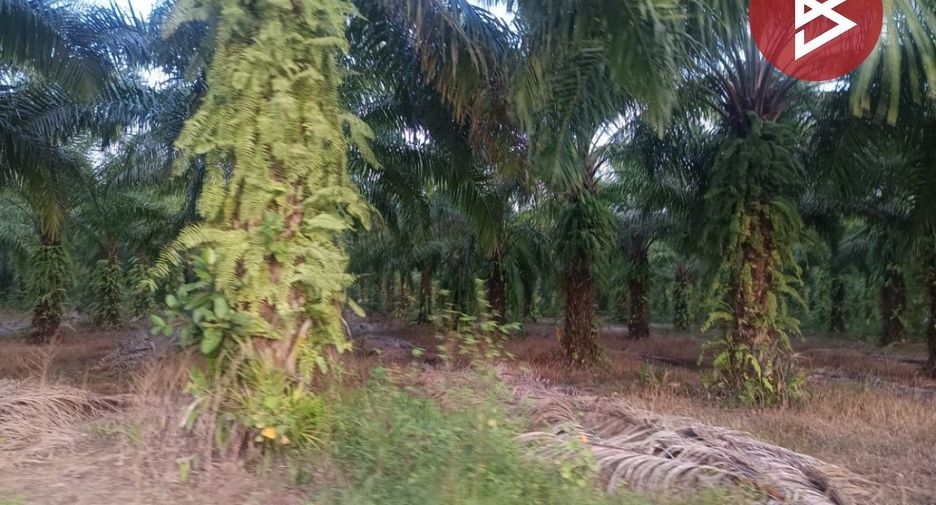 For sale land in Seka, Bueng Kan