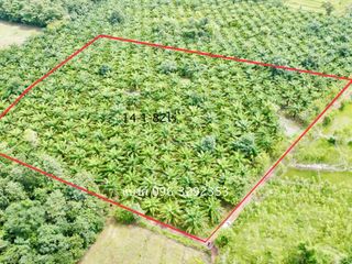 For sale land in Phon Phisai, Nong Khai