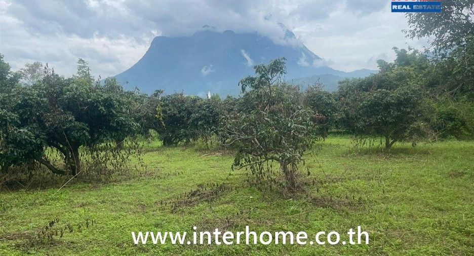 For sale land in Chiang Dao, Chiang Mai