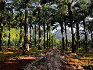 Grundstück zum Kauf in Mueang Krabi, Krabi