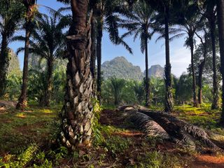 Grundstück zum Kauf in Mueang Krabi, Krabi