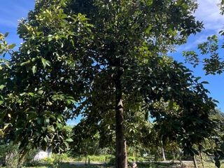 À vendre terrain à Mueang Nakhon Si Thammarat, Nakhon Si Thammarat