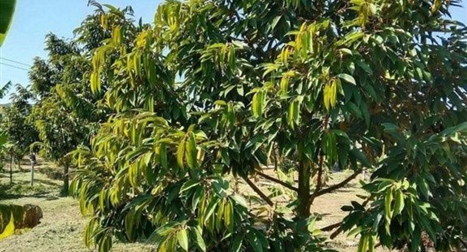 Terreno en venta en Dan Chang, Suphan Buri