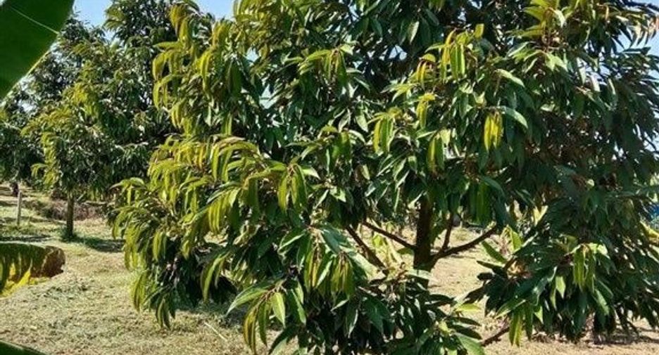 Terreno en venta en Dan Chang, Suphan Buri