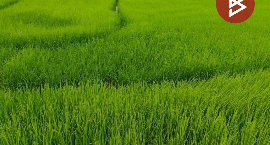 Продажа Участок в Phrom Buri, Сингбури