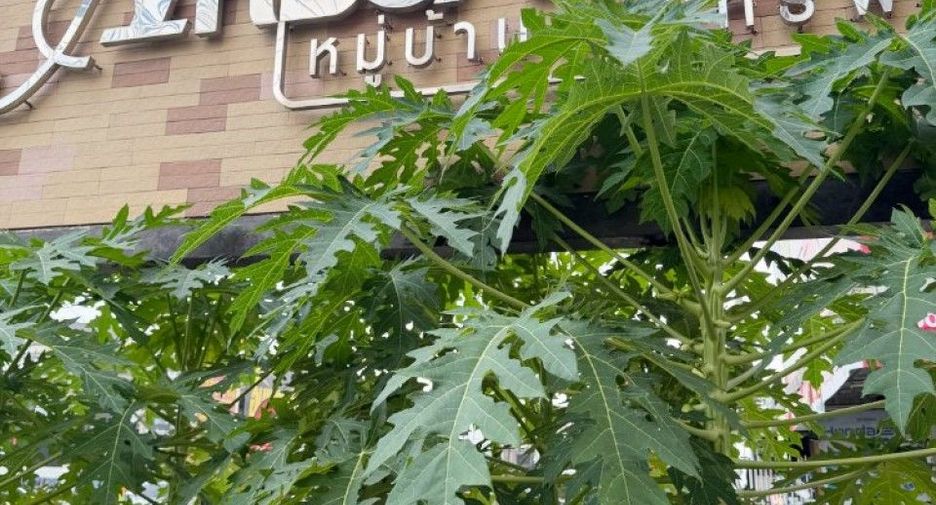 Casa adosada en venta de 2 habitaciones en Pluak Daeng, Rayong
