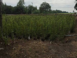 Terreno en venta en Ongkharak, Nakhon Nayok