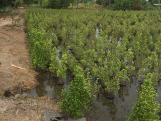 Terreno en venta en Ongkharak, Nakhon Nayok