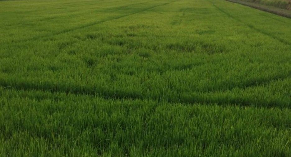 Terreno en venta en Ongkharak, Nakhon Nayok