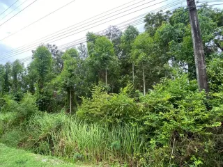 出售 土地 在 Klaeng, Rayong