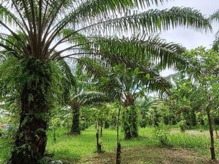 出售 土地 在 Mueang Nakhon Si Thammarat, Nakhon Si Thammarat