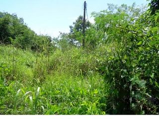 Продажа Участок в Chon Daen, Phetchabun