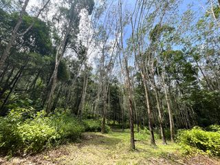 For sale land in Takua Thung, Phang Nga