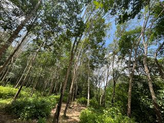 For sale land in Takua Thung, Phang Nga