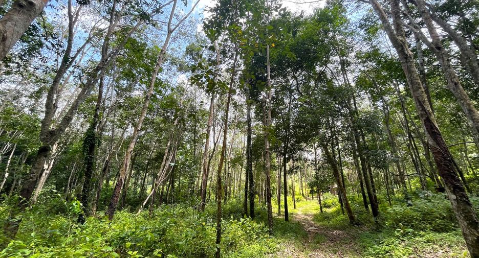 出售 土地 在 Takua Thung, Phangnga