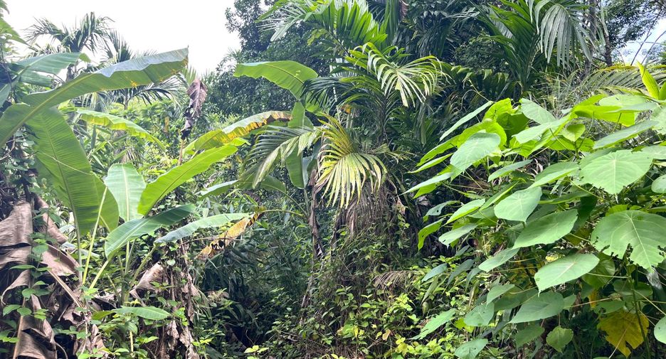 For sale land in Takua Thung, Phang Nga