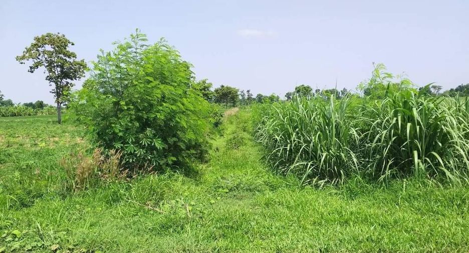 For sale land in Non Sung, Nakhon Ratchasima