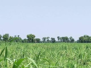 For sale land in Non Sung, Nakhon Ratchasima