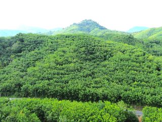 For sale land in Takua Thung, Phang Nga