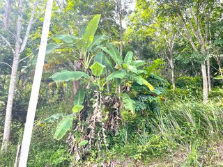 For sale land in Takua Thung, Phang Nga