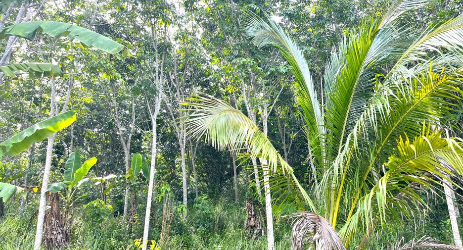 For sale land in Takua Thung, Phang Nga