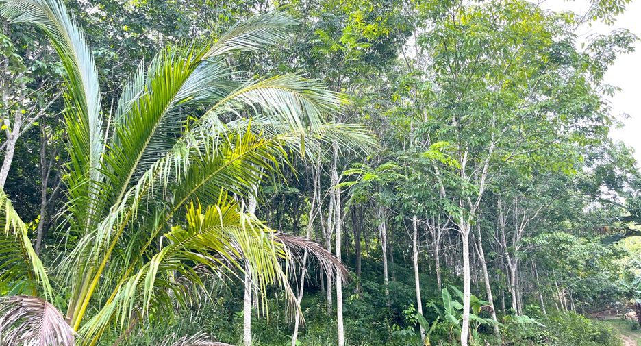 For sale land in Takua Thung, Phang Nga