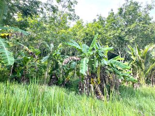For sale land in Takua Thung, Phang Nga