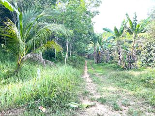 For sale land in Takua Thung, Phang Nga
