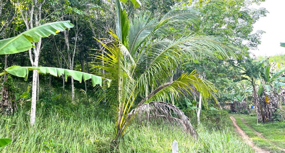 For sale land in Takua Thung, Phang Nga