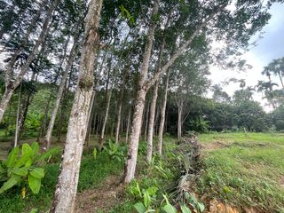 出售 土地 在 Takua Thung, Phangnga