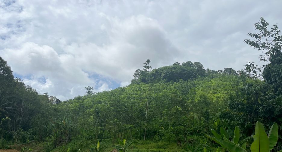 For sale land in Takua Thung, Phang Nga