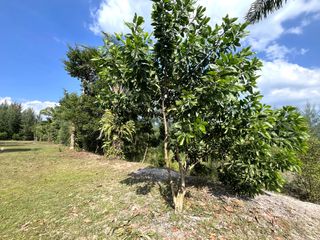 For sale land in Thai Mueang, Phang Nga