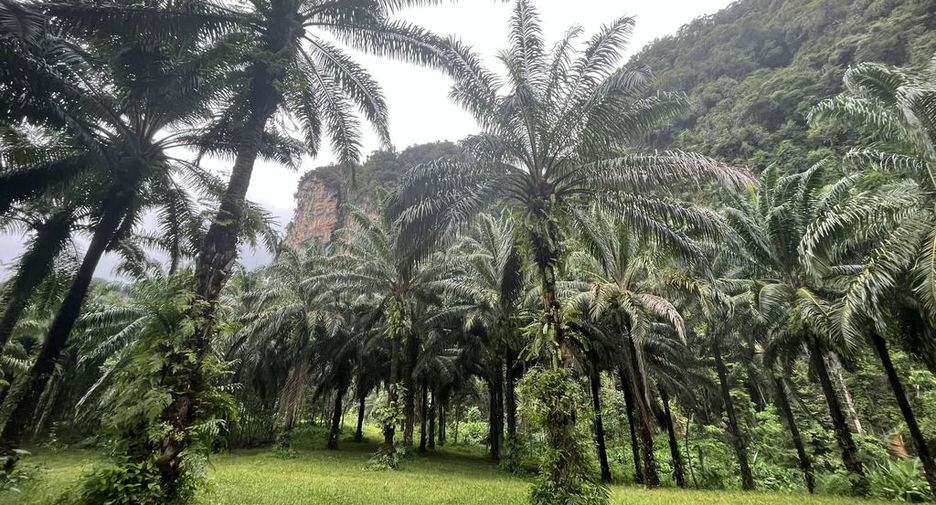 For rent land in Mueang Krabi, Krabi