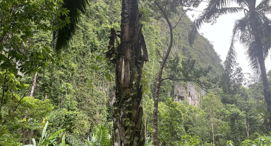 For rent land in Mueang Krabi, Krabi