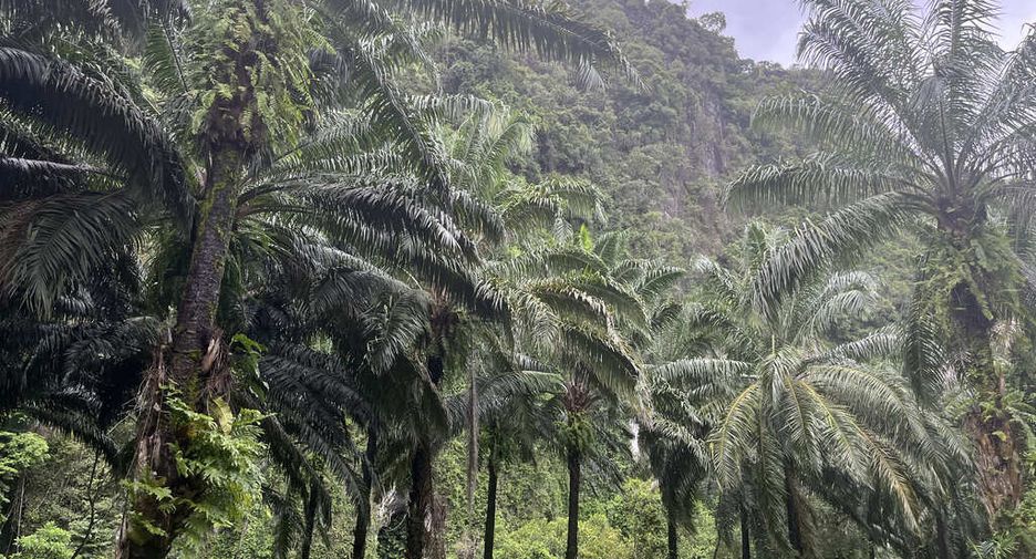 For rent land in Mueang Krabi, Krabi