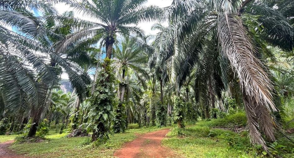 For rent land in Mueang Krabi, Krabi