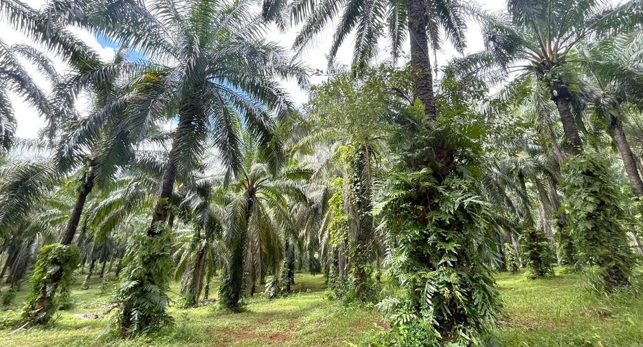 For rent land in Mueang Krabi, Krabi