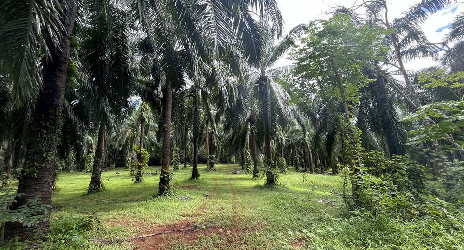 For rent land in Mueang Krabi, Krabi