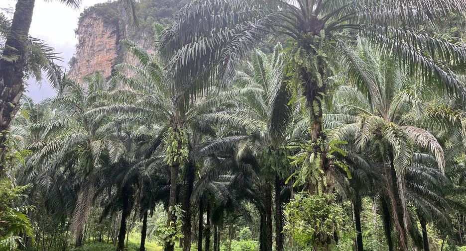 For rent land in Mueang Krabi, Krabi