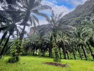 For rent land in Mueang Krabi, Krabi