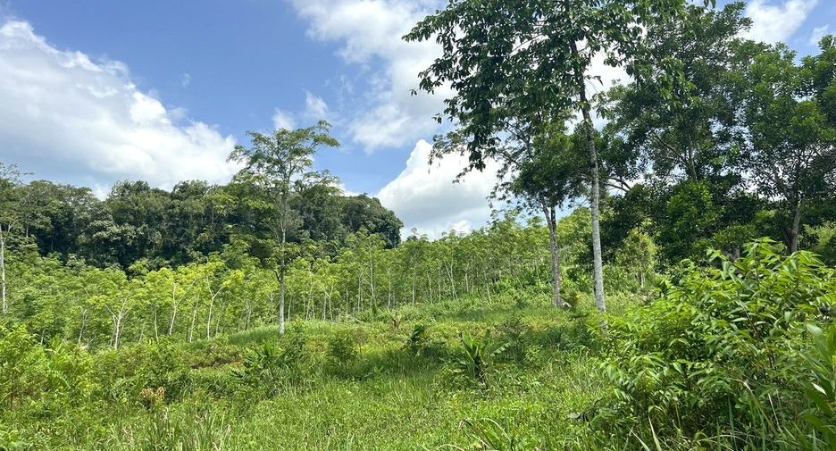 For sale land in Takua Thung, Phang Nga