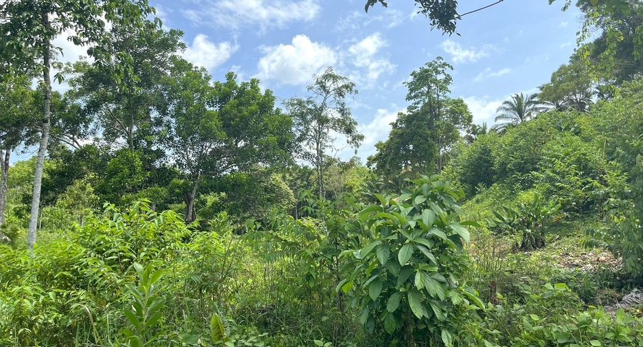 For sale land in Takua Thung, Phang Nga