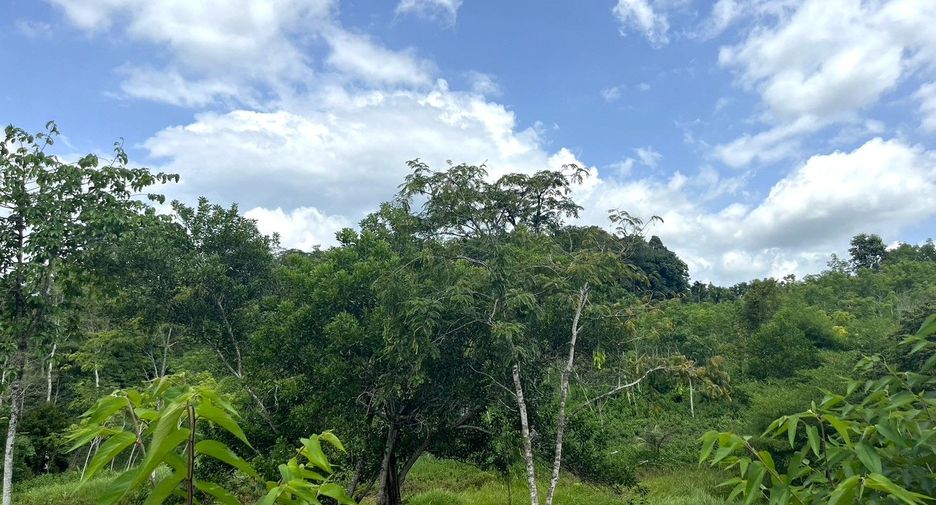 For sale land in Takua Thung, Phang Nga