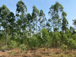 For sale land in Phanom Sarakham, Chachoengsao