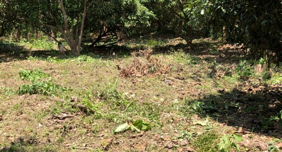ขาย ที่ดิน ใน แม่ออน, เชียงใหม่