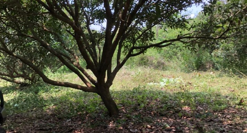 ขาย ที่ดิน ใน แม่ออน, เชียงใหม่