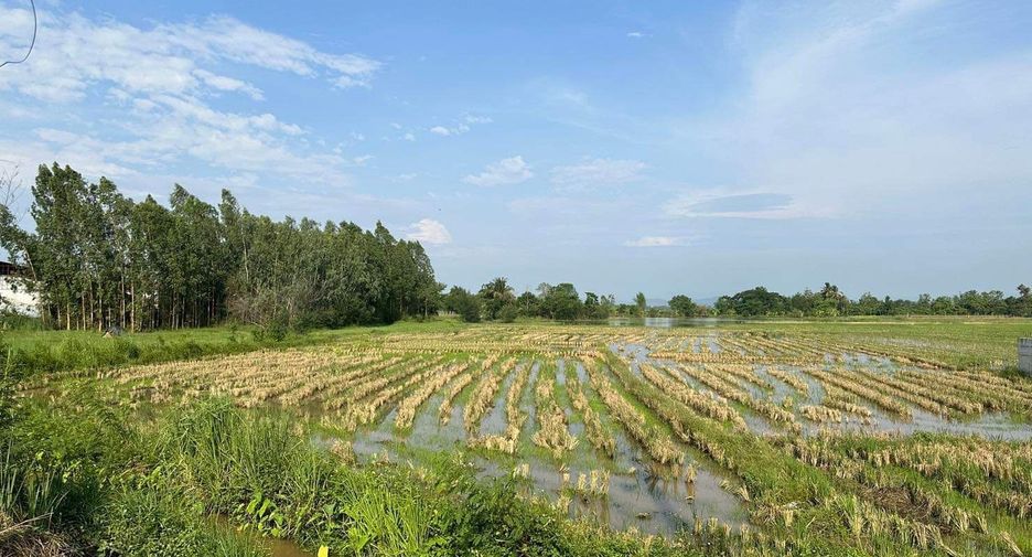For sale land in Doi Lo, Chiang Mai